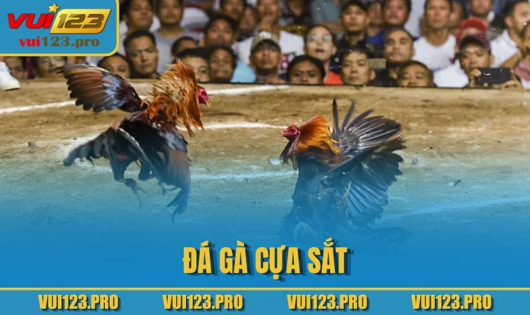 Đá gà cựa sắt